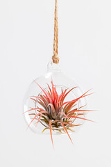Red Tilandsia ionantha Airplant suspended in glass terrarium on white background