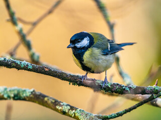 Great Tit (Parus major) in winter time Devon, England, Europe