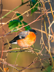 Eurasian Bullfinch, Common Bullfinch, Bullfinch, Pyrrhula pyrrhula in winter time