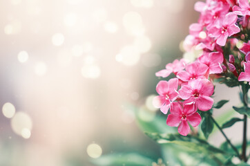 Pink flowers in selective focus. Copy space