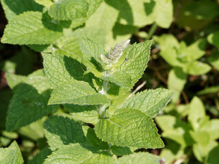 (Mentha spicata crispa) Common mint or spearmint, dark green leaves with serrated margin on hairy...