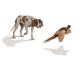 chien,en arrêt,  braque, faisan, allemagne, mâle, femelle, animal de compagnie, brun, isolé, mammifère, chiot, race, blanc, de race, court, portrait, chasse, chassant, joli, braque de weimar à poil co