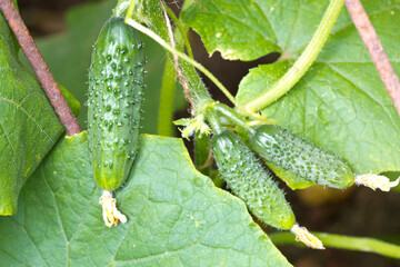 Yung cucumbers grow in the greenhouse.