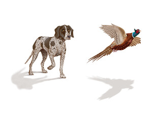 chien,en arrêt,  braque, faisan, allemagne, mâle, femelle, animal de compagnie, brun, isolé, mammifère, chiot, race, blanc, de race, court, portrait, chasse, chassant, joli, braque de weimar à poil co