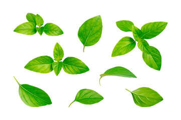 Fototapeta na wymiar Fresh green basil leaves isolated on white background. Spice for cooking, plant, herb, ingredient for dish. Creative food concept. Elements for design, Clipping paths