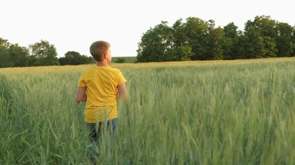 Naklejka na ściany i meble boy teenager walks in the green wheat field, agriculture, childhood in village, child on vacation rests playing in the open, grow rye on agricultural plantations, farm lands of grown grain harvest