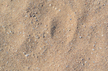 The structure of a sandy beach with small shells on the Red Sea