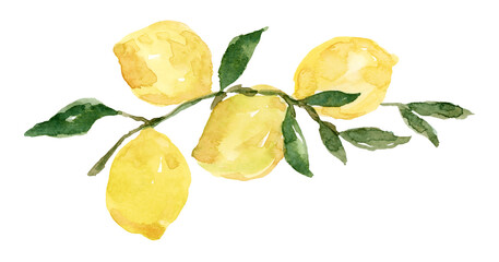 Watercolor Lemon Branch and Leaves Border Element - 481381701