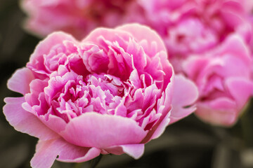 Floral vintage beautiful background. Wallpapers of flowers  pink peony. Flower composition. Close-up and defocus. Banner or postcard
