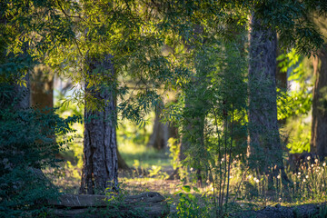 Sol filtrándose entre árboles en medio de la naturaleza