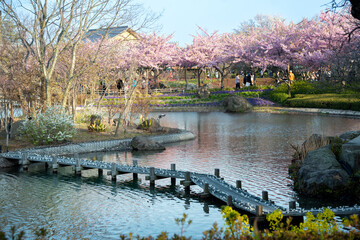 Fototapeta premium Blooming sakura trees in Nabana no Sato flower park. People walking by the pond. Springtime in Japan.