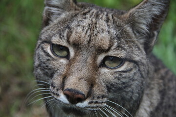 close up portrait of a lynx