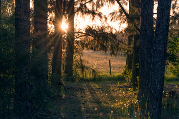 Atardecer con sol estrellado en medio del campo