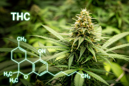 Fresh cannabis flower be ready to harvest and molecular element graphic "THC"
