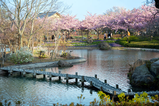 Blooming sakura trees in Nabana no Sato flower park. People walking by the pond. Springtime in Japan.