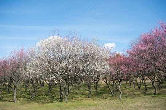Blooming ume plum trees in a park. Sunny day in springtime.