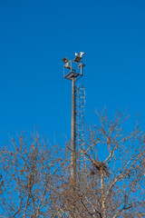 Obraz premium street lamp among trees. concrete electric pole. metal ladder.
