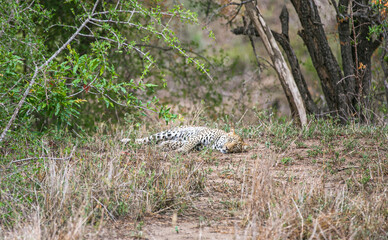 Leopard resting in Kruger National Park. South Africa. Game reserve. Big five