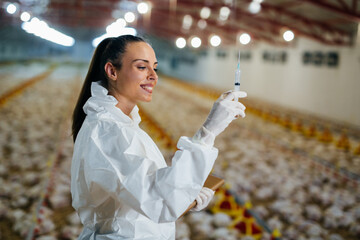 woman veterinarian gives vaccine to chicken in chicken farm