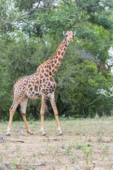 Naklejka na ściany i meble Giraffe in South Africa. Wild animal. Nature protection. Environment. Conservation. Kruger National Park. Safari