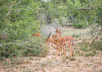 Impala antelope in Kruger National Park. Photo safari