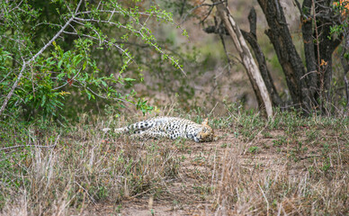 Leopard is resting in bushes. Wild animal in Kruger National Park. South Africa. Game reserve. Big five