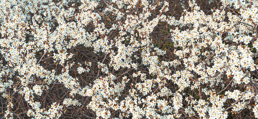 Branches of flowering bushes. Selective focus, panoramic view.