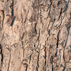 The bark of an old tree is a close-up in sunlight.