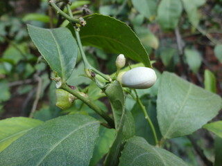 An image of fresh lemon flower in india
