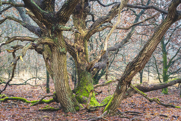Foggy day at the Ermelosche Heide, Ermelo Netherlands.
