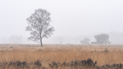 Obraz na płótnie Canvas Foggy day at the Ermelosche Heide, Ermelo Netherlands.