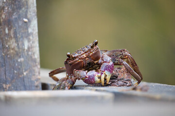 Tree Climbing Crab (Episesarma versicolor) resting on a wooden plank