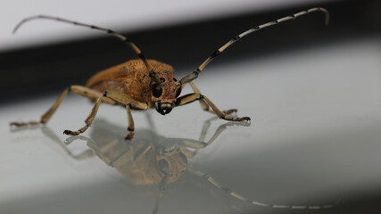 Foto de una Saperda carcharias, obtenida en Cantabria.