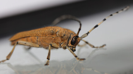Foto de una Saperda carcharias, obtenida en Cantabria.