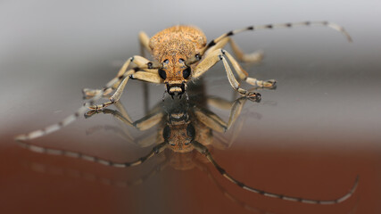 Foto de una Saperda carcharias, obtenida en Cantabria.