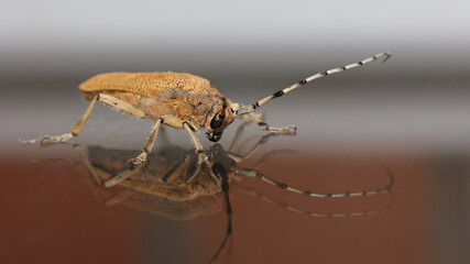 Foto de una Saperda carcharias, obtenida en Cantabria.