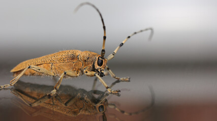 Foto de una Saperda carcharias, obtenida en Cantabria.