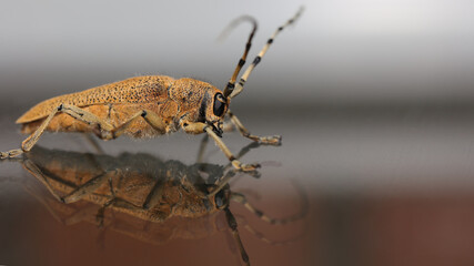 Foto de una Saperda carcharias, obtenida en Cantabria.