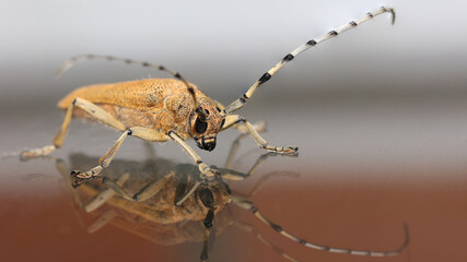 Foto de una Saperda carcharias, obtenida en Cantabria.
