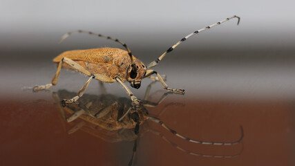 Foto de una Saperda carcharias, obtenida en Cantabria.