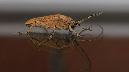 Foto de una Saperda carcharias, obtenida en Cantabria.