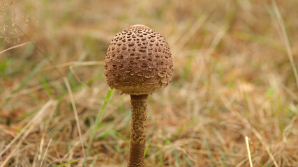 Seta parasol en Alto Campoo