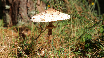 Seta parasol en Alto Campoo