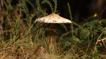 Seta parasol en Alto Campoo