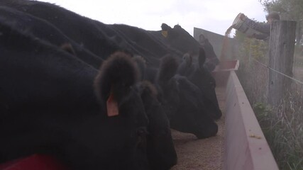 Lunchtime on the farm as Black Angus beef cows feed at the trough.