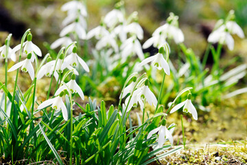 Snowdrops in spring in meadow, copy space