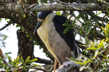 A beautiful bird found at Lagoa do Violão in Torres in Rio Grande do Sul, Brazil.