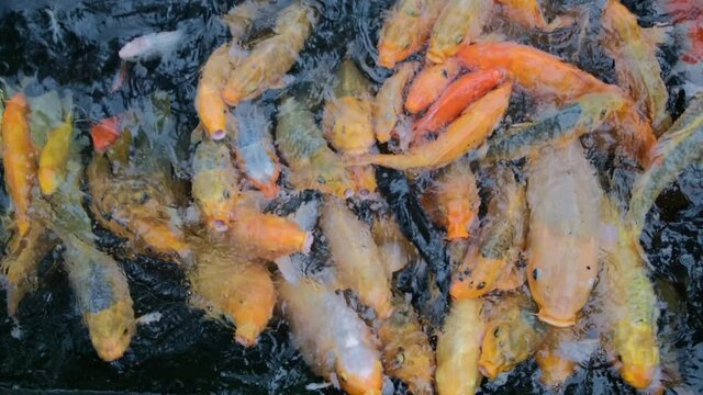 Many colorful decorative fishes in fresh aquatic pond, actively waiting for feeding, farming goldfishes industry 