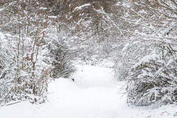 Mountain forest covered with snow