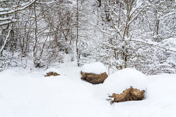Mountain forest covered with snow